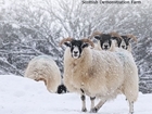 GWCT’s Scottish Demonstration Farm at Auchnerran still has a good year despite weather and Covid challenges