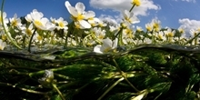 How does water crowfoot benefit young salmon and trout?