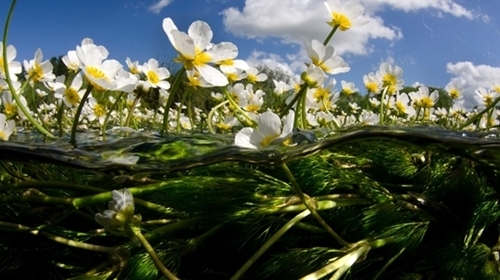 Water crowfoot