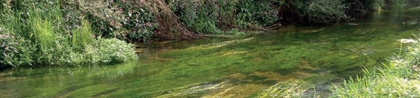 Water crowfoot