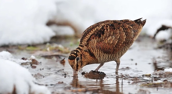 Woodcock Woodcock