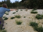Martin Down farmers creating spaces for rare butterflies on Dorset-Hampshire border