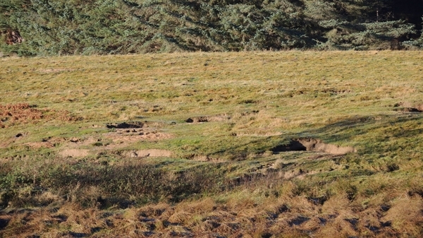 Overgrazing and vegetation damage caused by rabbits