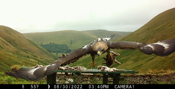A young golden eagle taking an Auchnerran rabbit from one of the SSGEP feeding stations. (Credit: SSGEP)