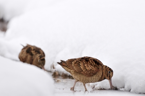 Two -woodcock Two -woodcock