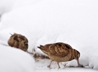 Advice on shooting woodcock, snipe and wildfowl during freezing conditions