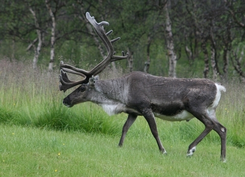 Reindeer Reindeer
