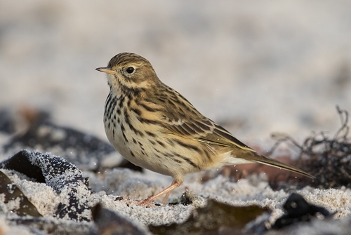 1200px -Wiesenpieper _Meadow _pipit 1200px -Wiesenpieper _Meadow _pipit