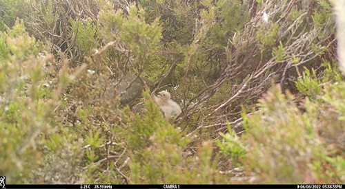 Picture 1 - Four Day Old Chicks