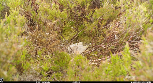 Picture 2 - Seven Day Old Chicks