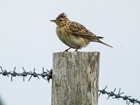 “One of the most enjoyable and beneficial half hours of the year” - the GWCT Big Farmland Bird Count