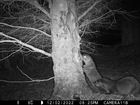 Photo Diary: Baited Trail Cameras at Auchnerran reveal surprising visitors