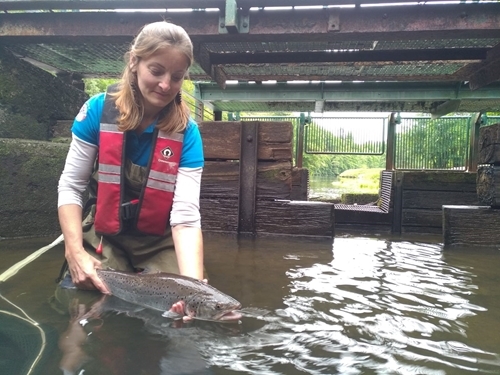 Dr Celine Artero At The Fish Trap On The River Tamar At Gunnislake Looking For Her Tagged Sea Trout (2)