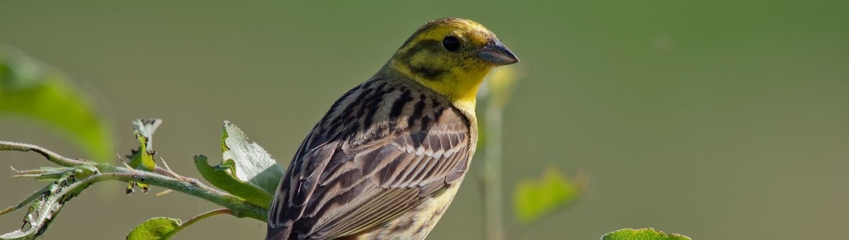2025 Big Farmland Bird Count