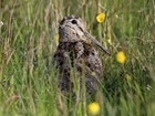 2023 Breeding Woodcock Survey - How to take part