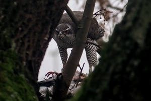 Goshawk