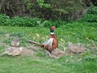 Feeding the Breeding Hen