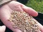 VIDEO ADVICE: Winter Feeding for Farmland Birds