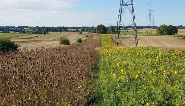 Farming -newsletter