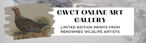 Gallery Banner 3 Gallery Banner 3