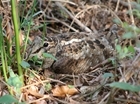 2023 GWCT/BTO Breeding Woodcock Survey - we need your help in southwest Scotland and central Wales