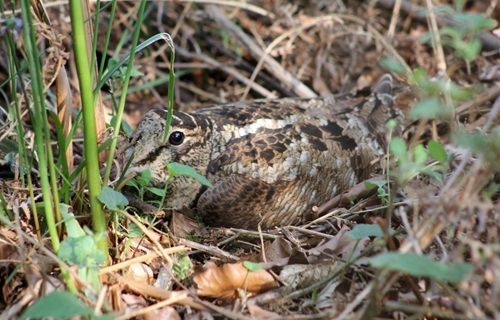 008671-woodcock -giddens _1_0