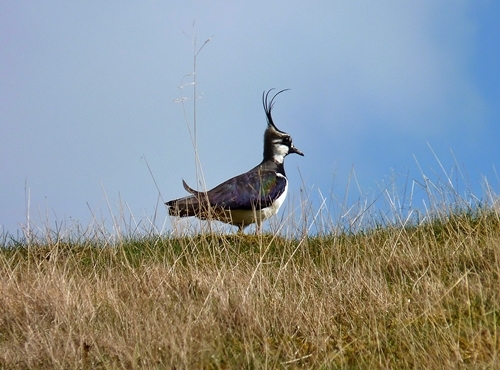 Lapwing Edit 3