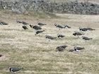 The Waders Are Back: Auchnerran Prepares for Busy Breeding Season and Expanded Research