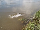 “Springers” come early on the River Frome