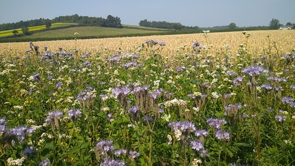 Wildflowers -PT-DSC_0110