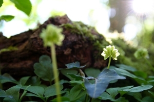 Moschatel