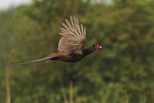 25 Flying Pheasantshutterstock _1739537462Dennis Jacobsen