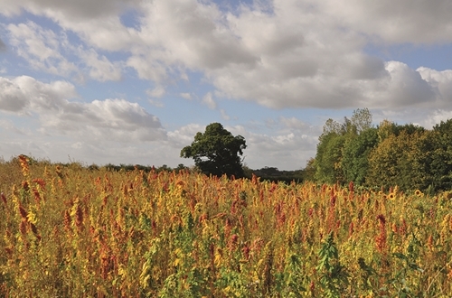 27 Quinoa In Autumn Colour PT