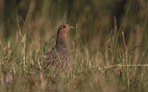 20 Grey Partridge Helge Sørensen