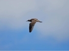 A rare breed? Learning from New Forest curlews