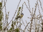 Waders, wildfowl and songbirds: insight from the 2023 Big Farmland Bird Count