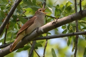 Nightingale