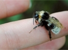 Feed the bees and they’ll feed you: Learn from the experts at the Allerton Project this May