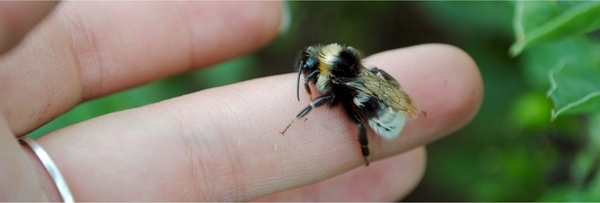 Bee in hand