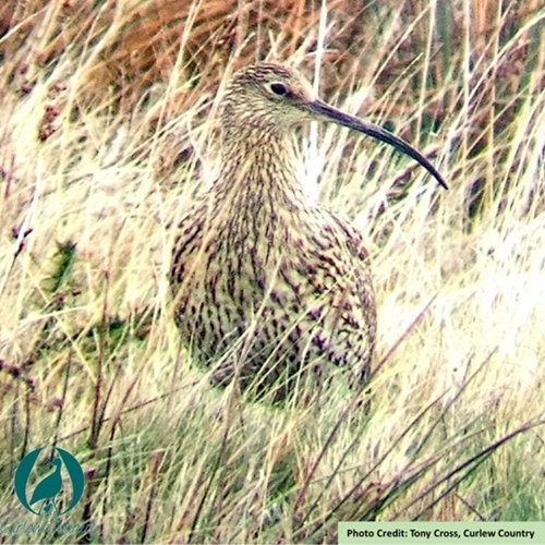 Curlew1