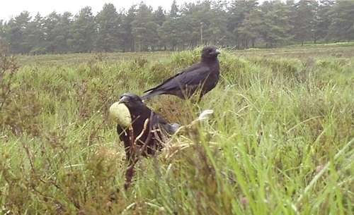 2-Crows -predating -curlew -nest
