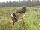 Predation management is vital for curlew conservation – but it must be done well