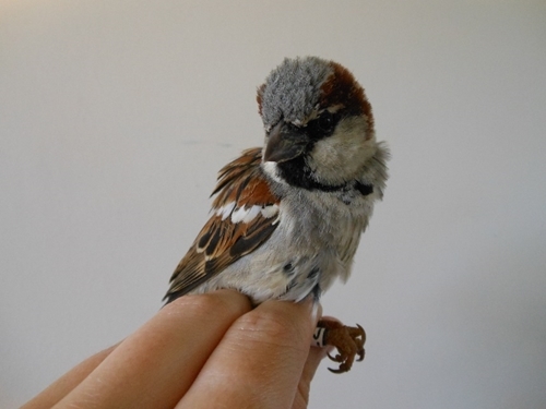 House sparrow