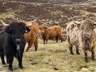 FREE GWCT Farm Walk & Talk at GWSDF Auchnerran