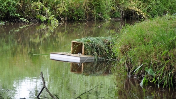 Mink Raft By River Bank
