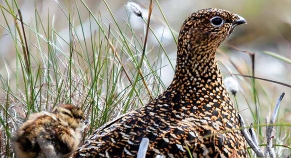 Grouse -waders