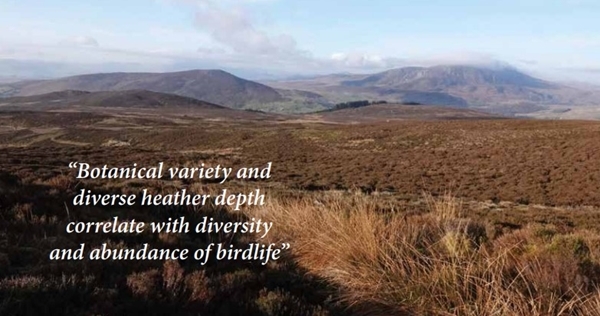 Grouse -waders3 Grouse -waders3