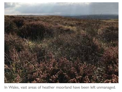 Grouse -waders2 Grouse -waders2