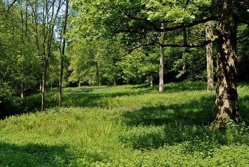 Woodland -ride -created -for -shooting Woodland -ride -created -for -shooting