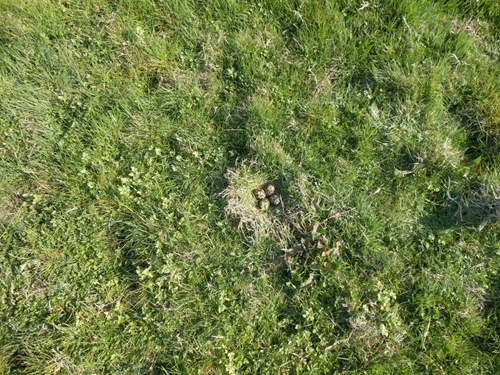 Lapwing nests